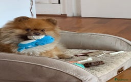 Pomeranian dogs for sale: Louis - Advert 7