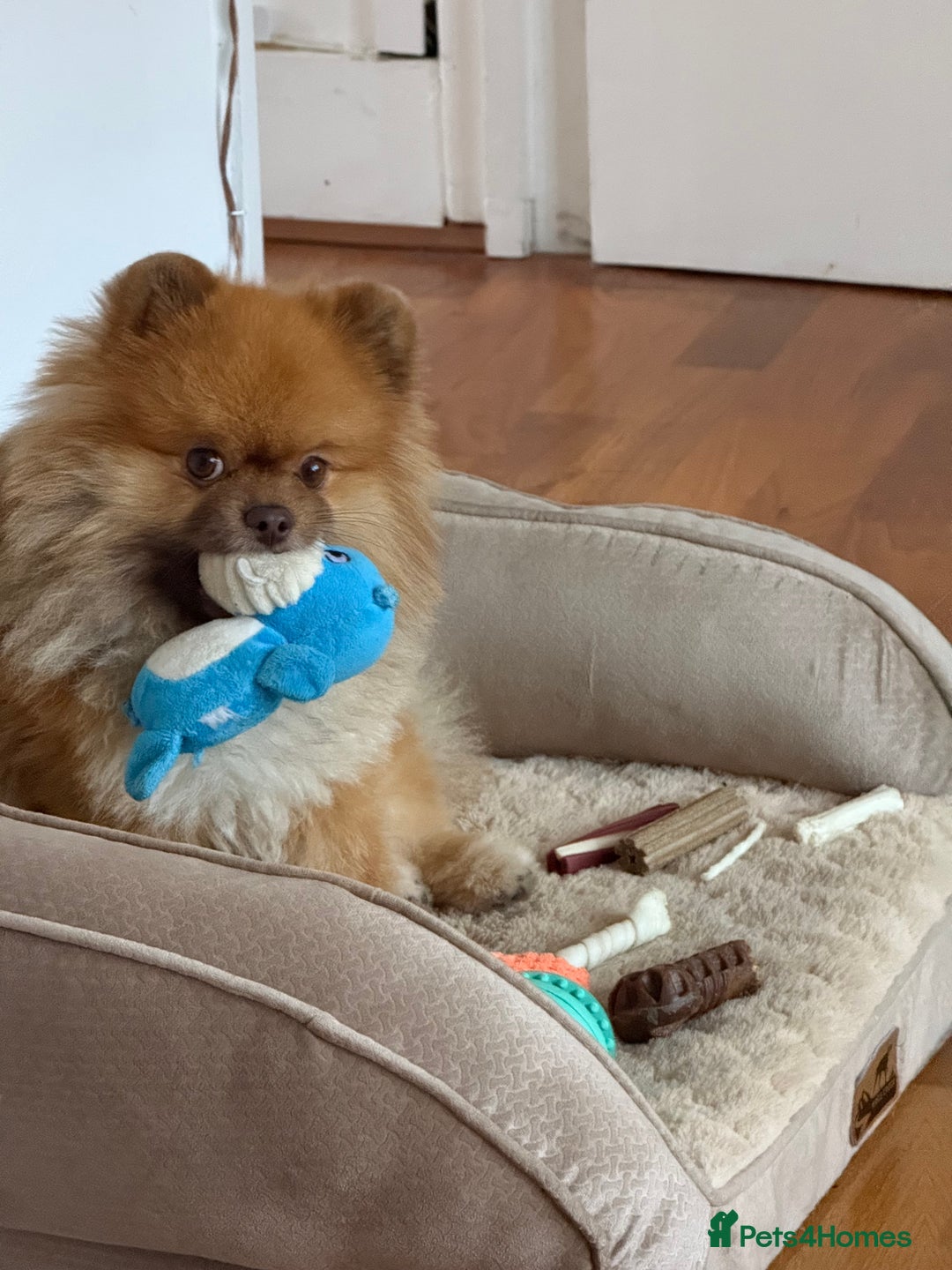 Pomeranian dogs for sale: Louis - Advert 7