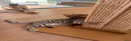 Bengal cats for sale: Beautiful Male Bengal Brown Rosetted Kitten in Diss - Advert 4