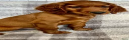 Irish Setter dogs for sale: Out standing litter of Irish setter puppies  - Advert 14
