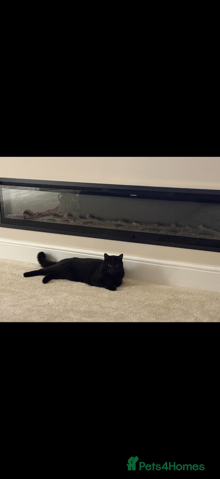 Domestic Shorthair cats Lovely and family friendly  - Advert 1