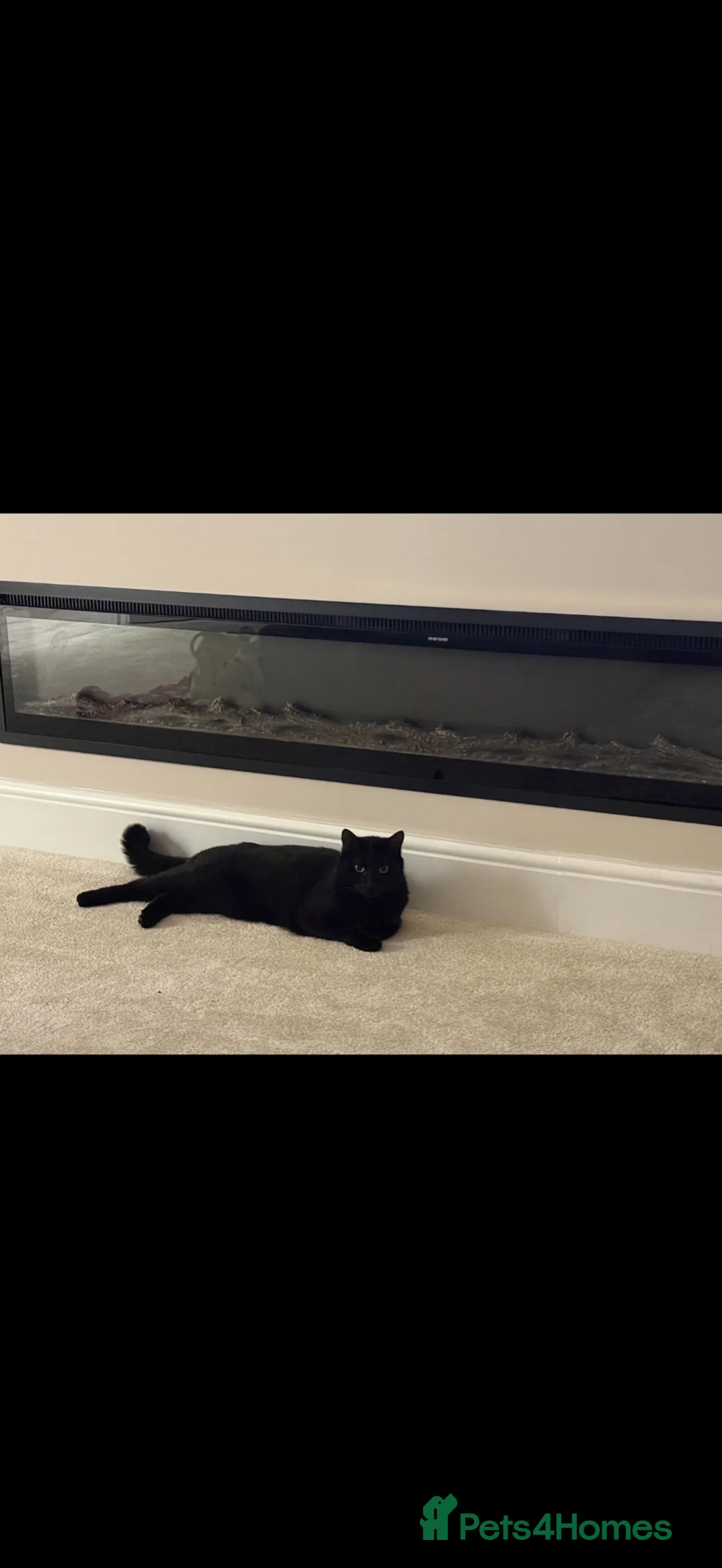Domestic Shorthair cats for sale: Lovely and family friendly  in Wickford - Advert 1