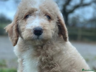 Mixed Breed dogs F1B SAINTBERNADODLE BOYS AND GIRLS - Advert 12