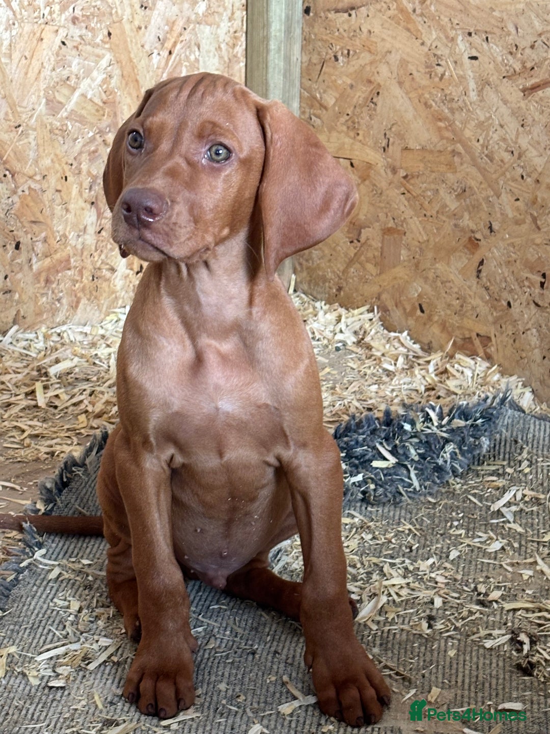 Hungarian Vizsla dogs for sale: Last few Ready to leave Stunning litter of puppies - Image 6