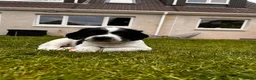 English Springer Spaniel dogs for sale: Springer spaniel puppies in St Andrews - Advert 5