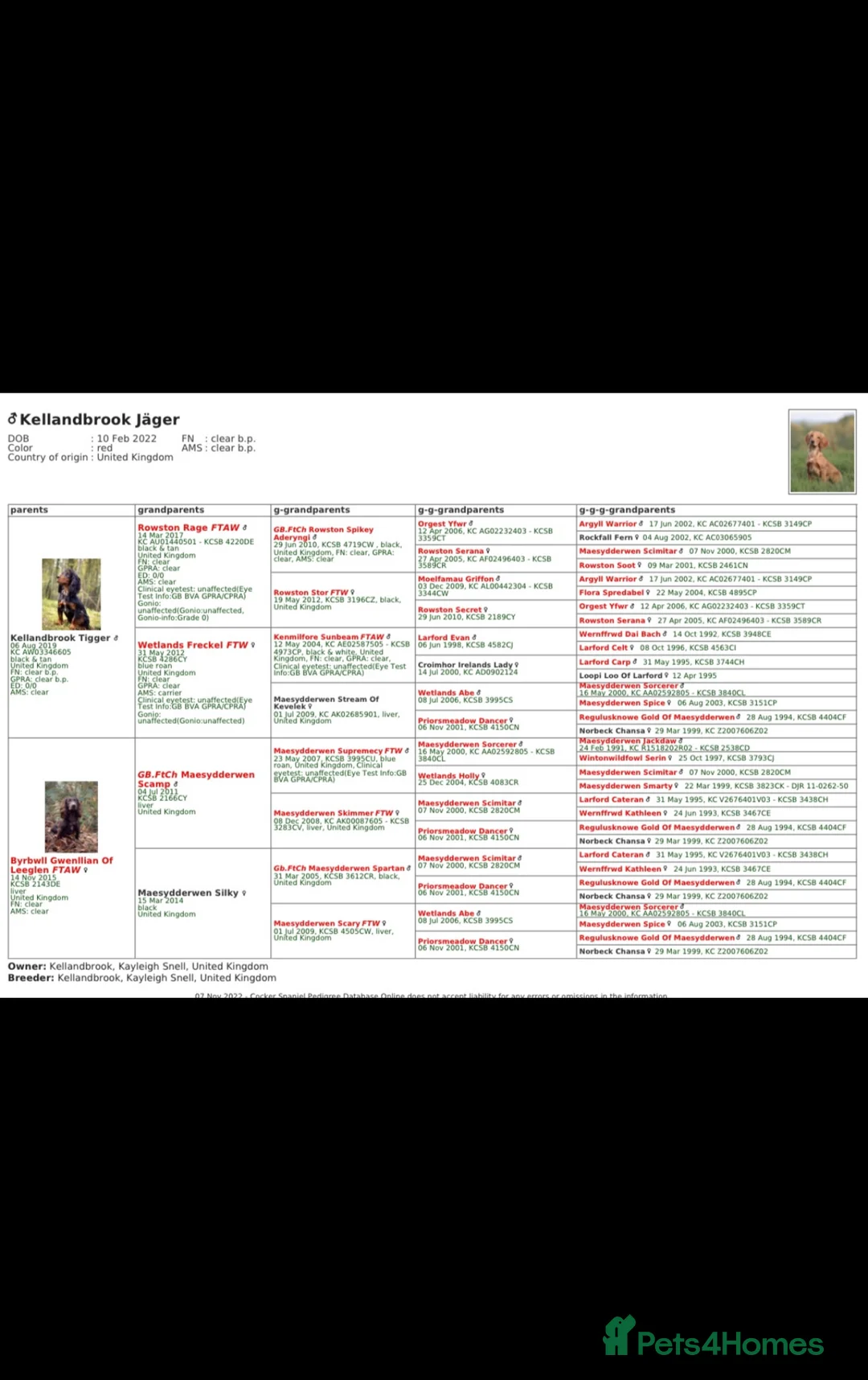 Cocker Spaniel dogs for stud: Fully health tested Golden cocker spaniel in Crediton - Advert 13