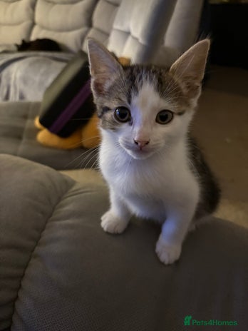 British Shorthair cats Beautiful cute British shorthair kittens for sale - Advert 10