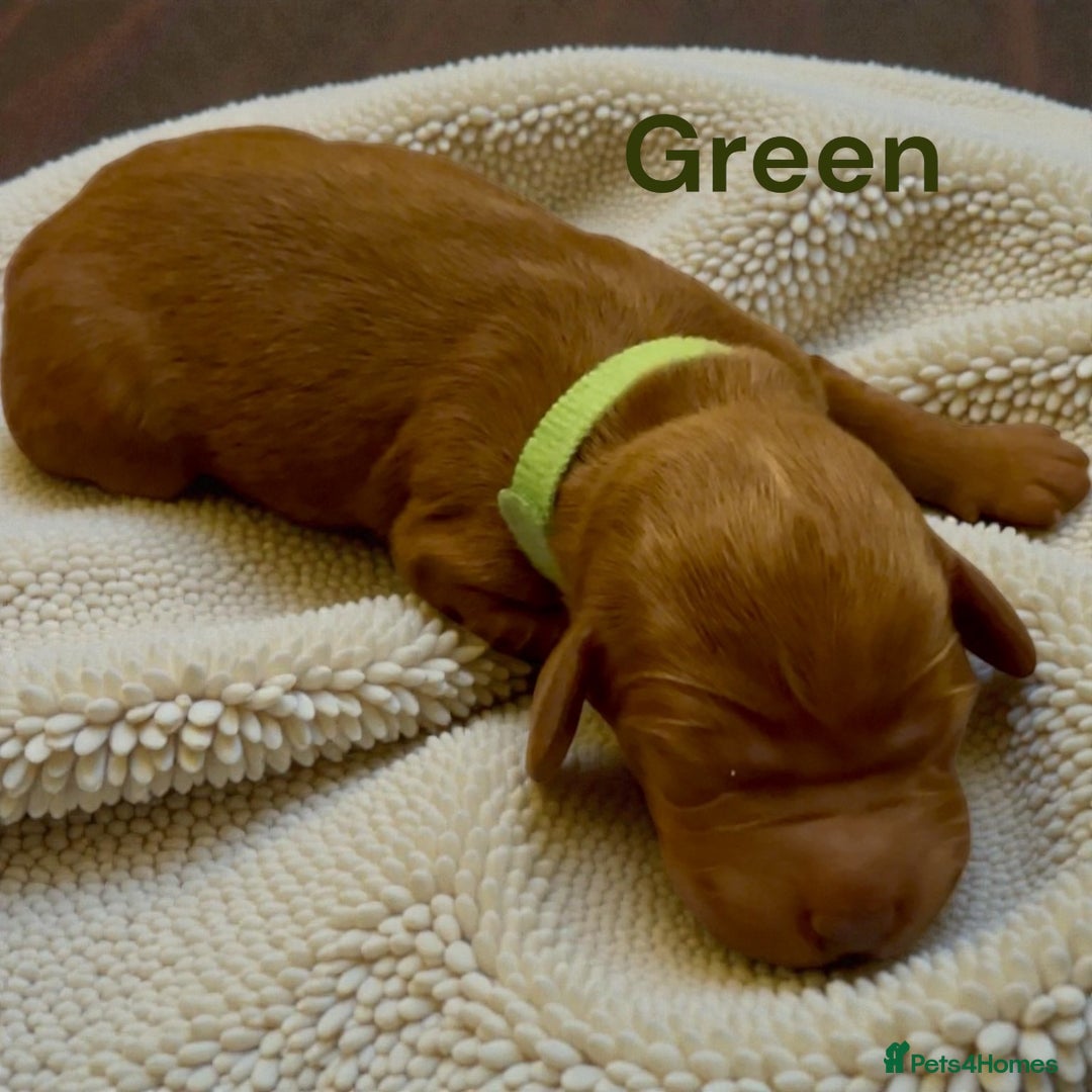 Australian Labradoodle dogs for sale: Australian Labrodoodle puppies - Advert 14