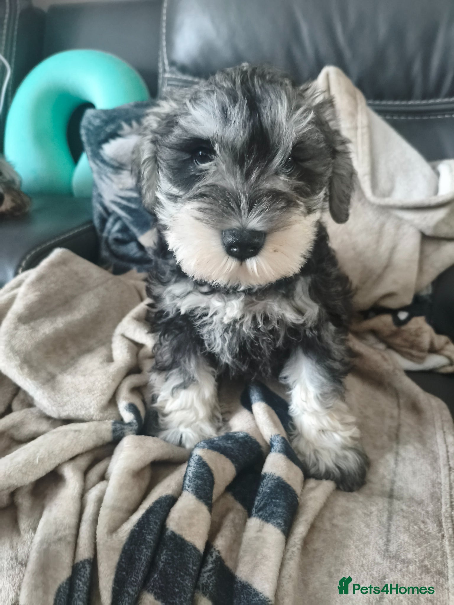 Miniature Schnauzer dogs Miniature Schnauzers KC Reg 3 boys 1girl available - Advert 15