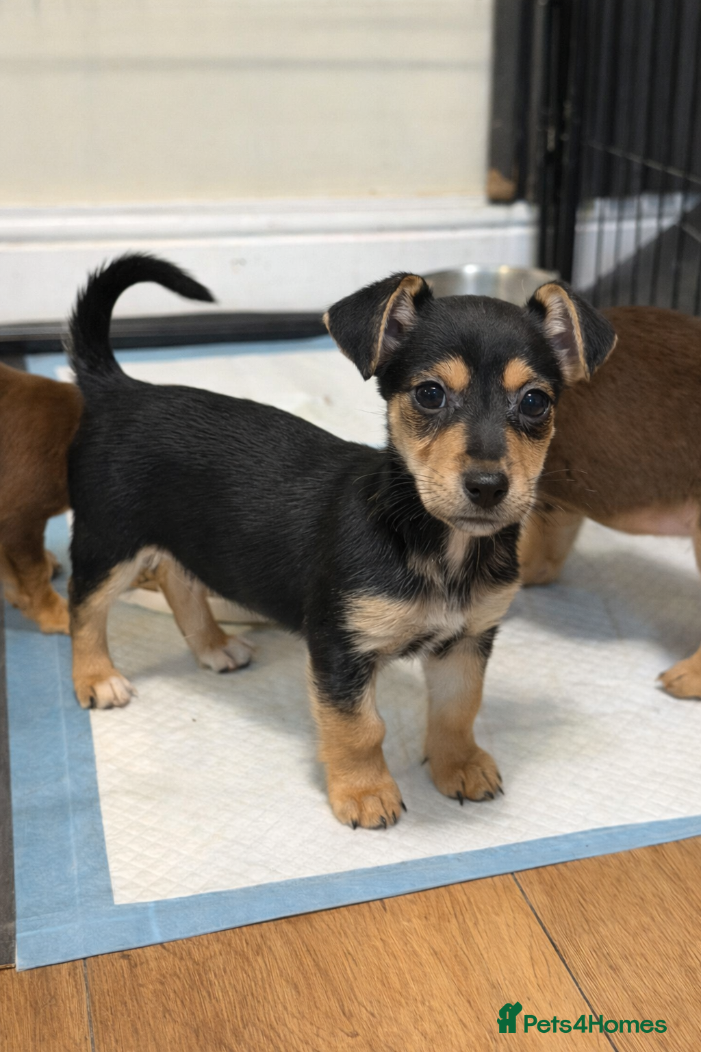 Jack Russell dogs Miniature Rare Coloured JR babies  - Advert 2