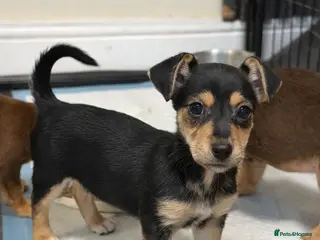 Jack Russell dogs Miniature Rare Coloured JR babies - Advert 2