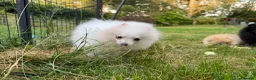Pomeranian dogs for sale:  Teddy Bear Pomeranian Puppies - Advert 13