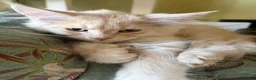 Maine Coon cats for sale: Gorgeous ChampionRussian line XL Mainecoon kittens - Advert 9