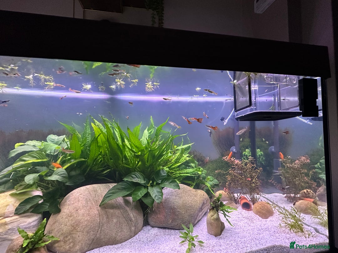 Live Bearers fish for sale: Guppy's endlers / molly & swords  - Advert 1