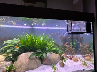 Live Bearers fish Guppy's endlers / molly & swords - Advert 17