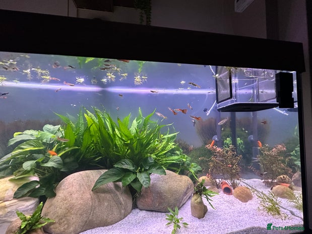 Live Bearers fish - Advert 1