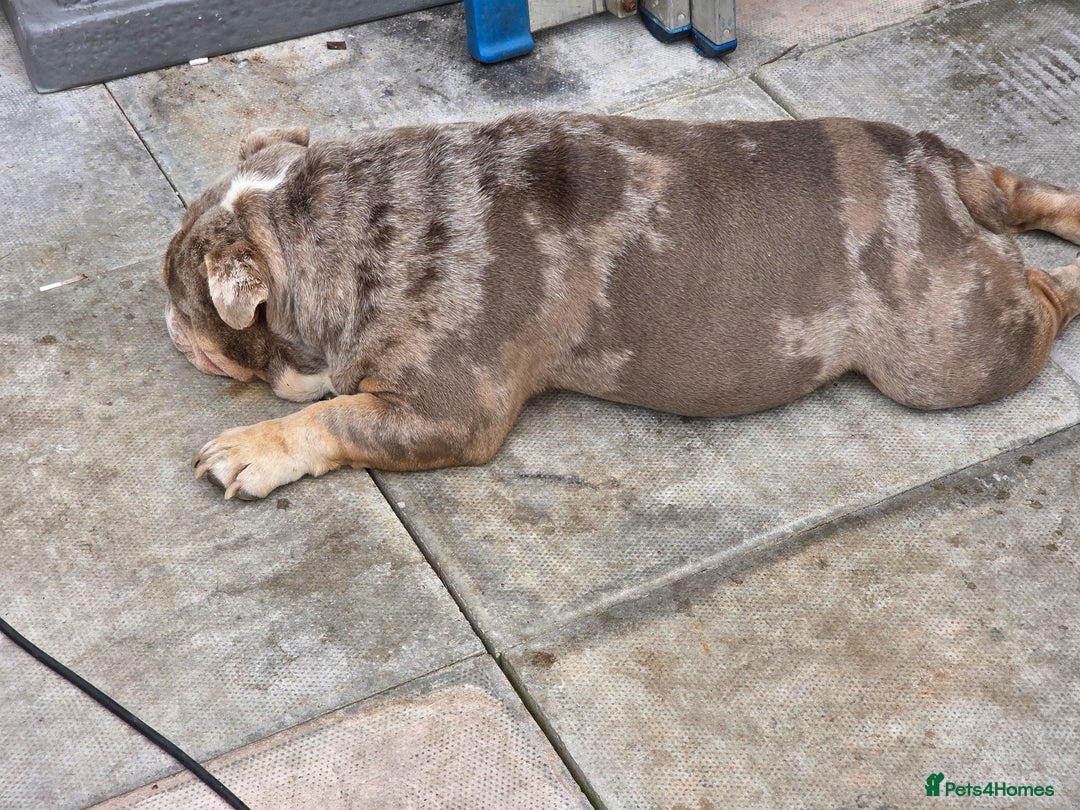 English Bulldog dogs for sale: male and female english bulldogs - Image 3
