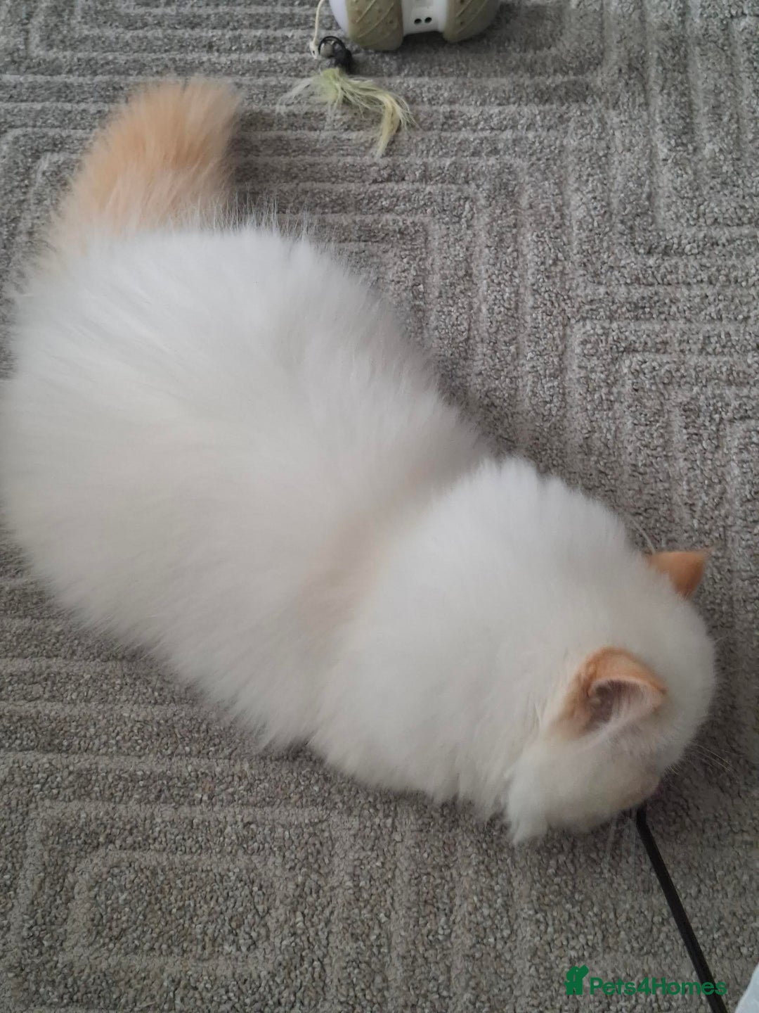 Persian cats for sale: Persian Himilayan Kittens For Sale GCCF Registered - Image 8