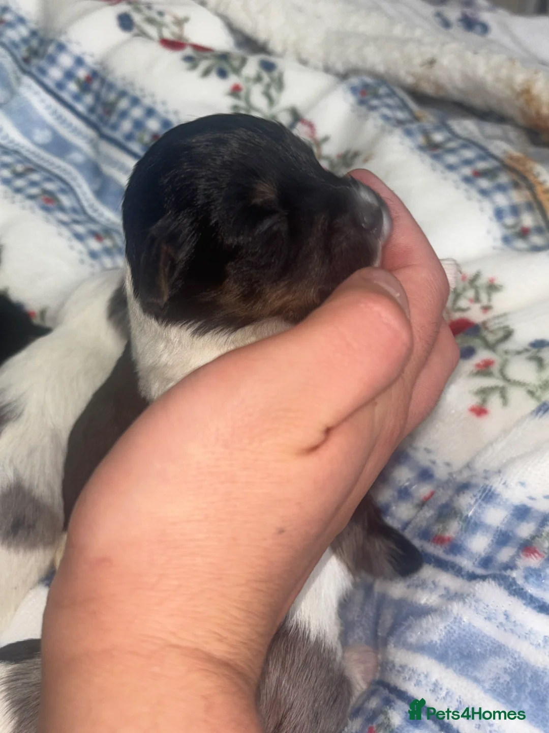 Mixed Breed dogs for sale: Terriers for new homes  - Advert 13