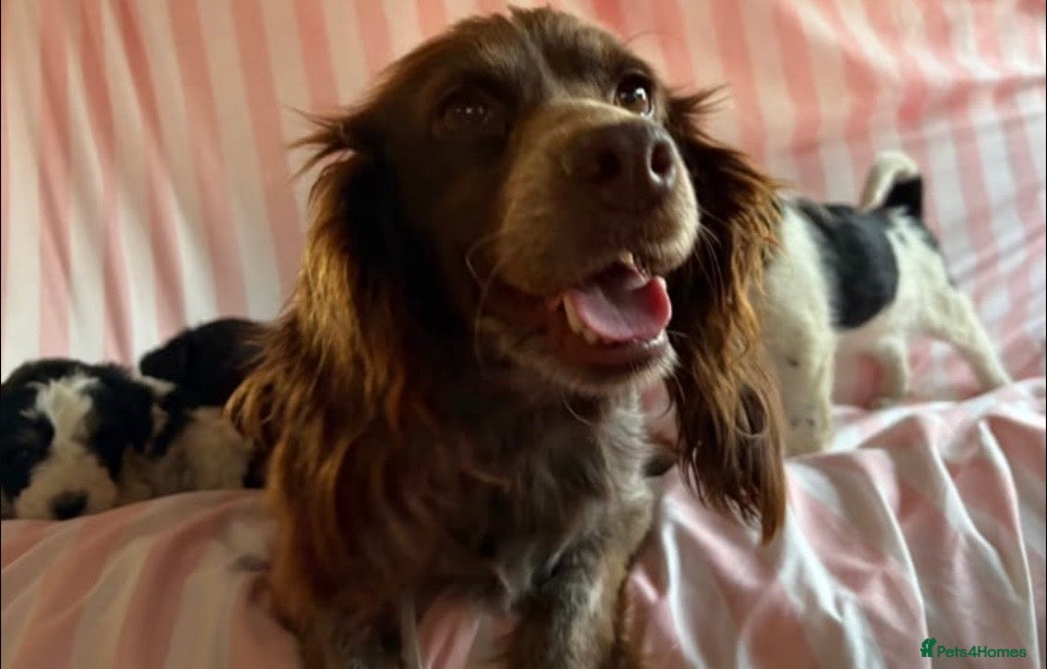 Cockapoo dogs Cockerpoo puppies for sale  - Advert 1