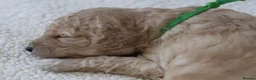 Cavapoo dogs for sale: 5*Licensed+DNAtested+Vetchecked+Red+Apricot+Cream - Advert 11