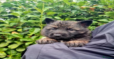 German Shepherd dogs German Shepherd Puppies For Sale - Advert 8