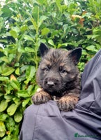 German Shepherd dogs German Shepherd Puppies For Sale - Advert 14
