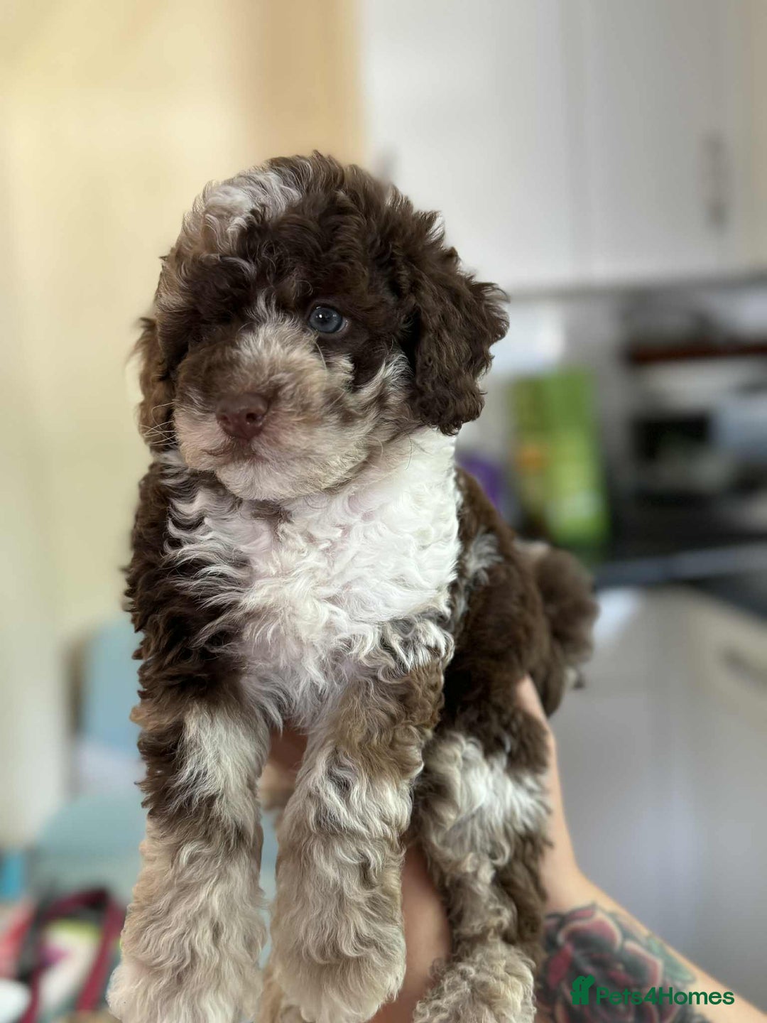 Sheepadoodle dogs for sale: F1b mini sheepadoodles - Image 14
