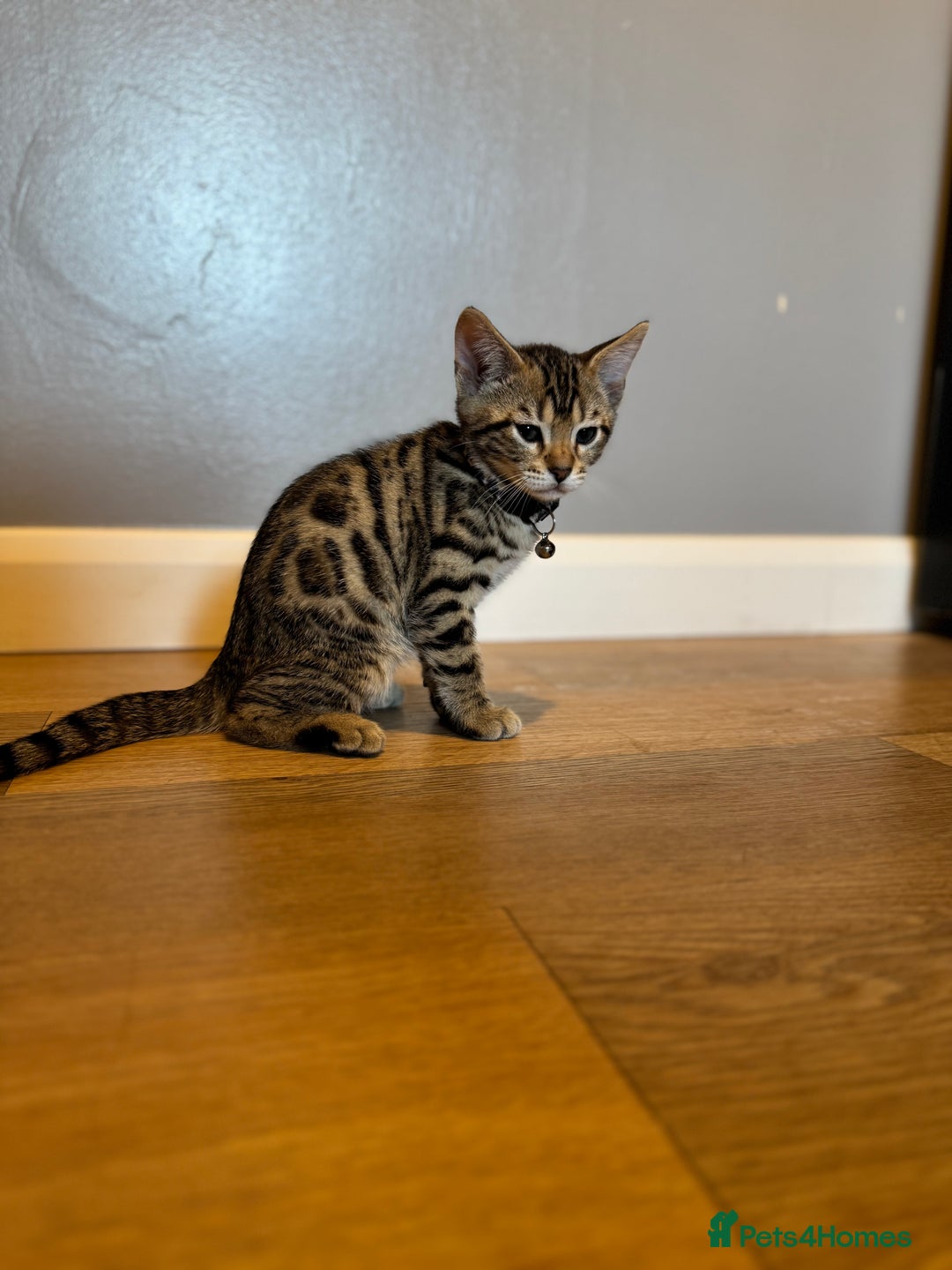 Bengal cats for sale: Ava’s Finest Pure Bengals, THREE Kittens Left. . . in Northampton - Image 30