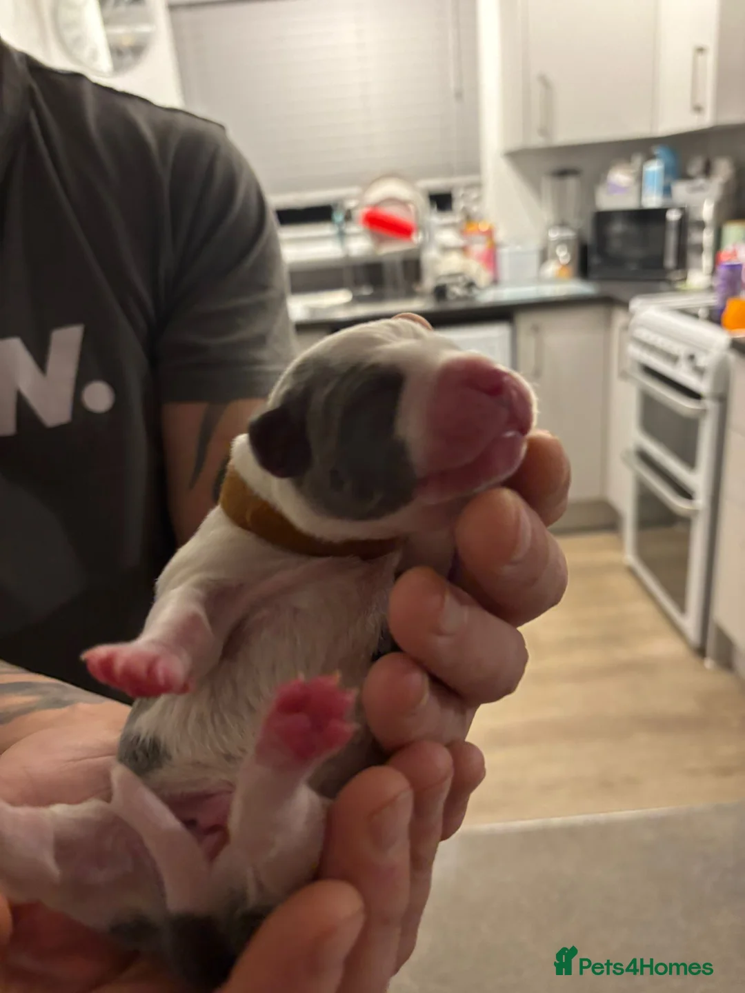 Staffordshire Bull Terrier dogs for sale: Beautiful litre of staffs for sale  in Colchester - Advert 6