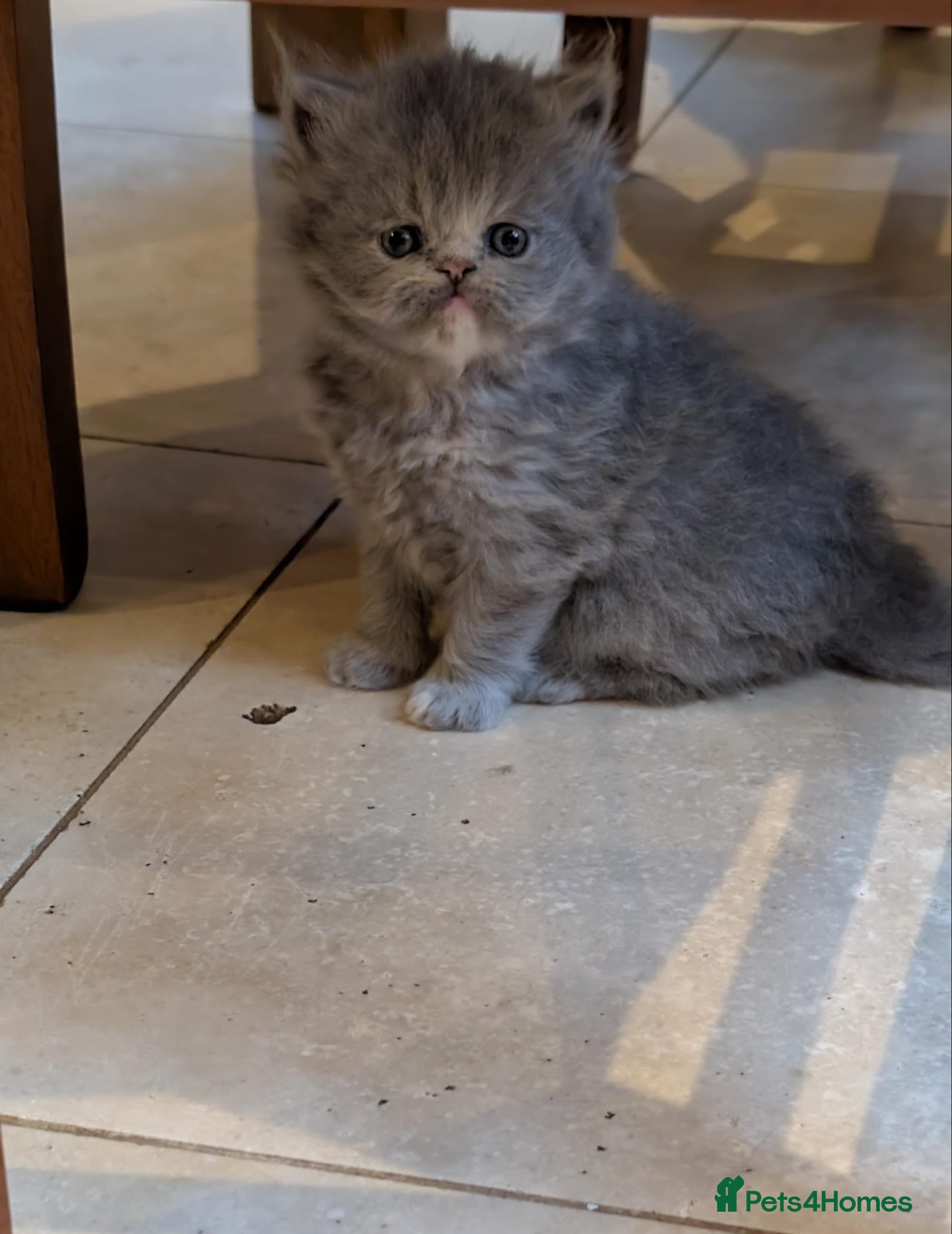 Persian cats for sale: Gorgeous Persian Kittens - 3 Boys & 3 Girls in London - Advert 4