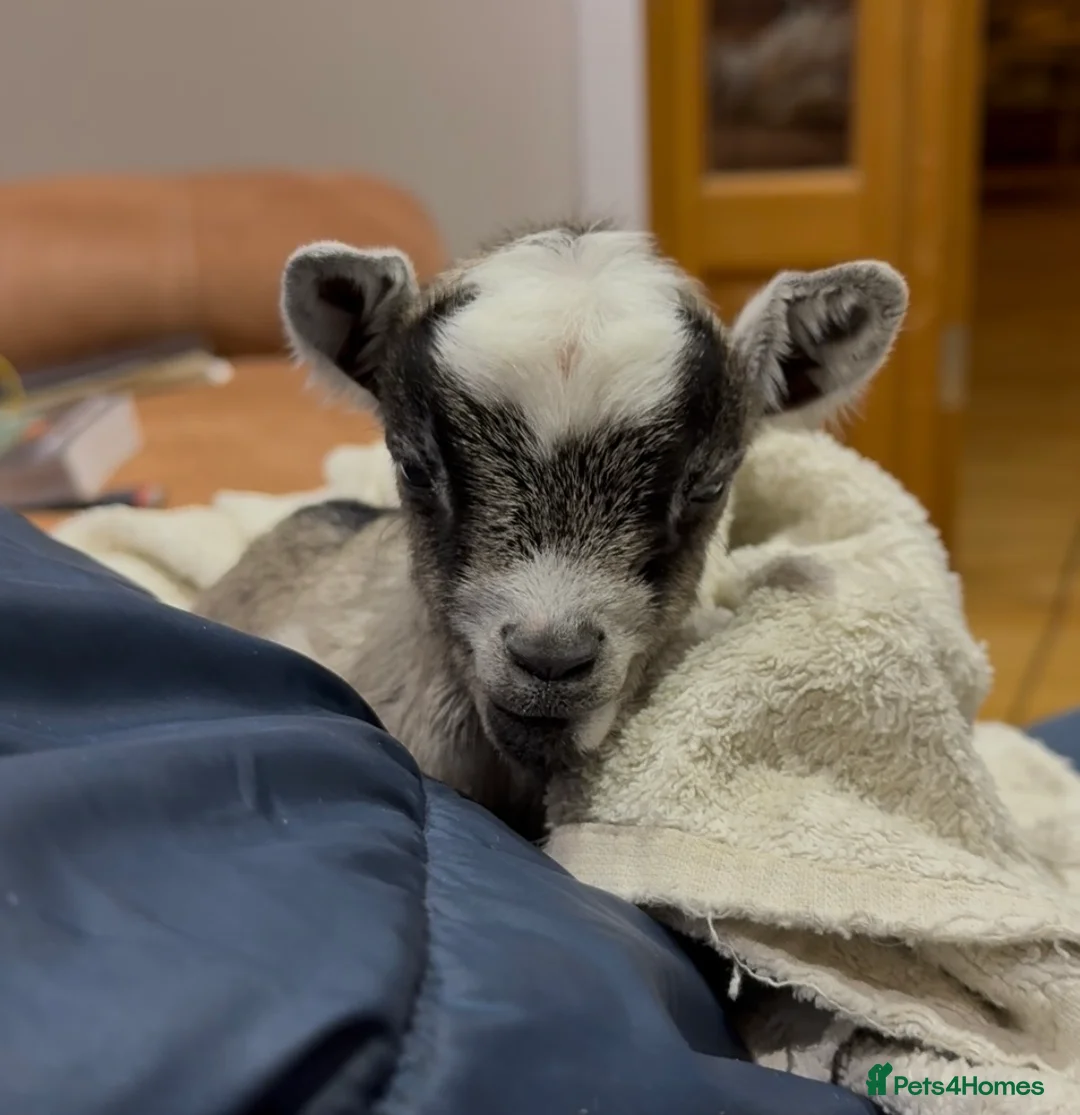 Goats livestock for sale: TWO BOTTLE FED ADORABLE TINY BABY PYGMY GOATS  - Advert 2