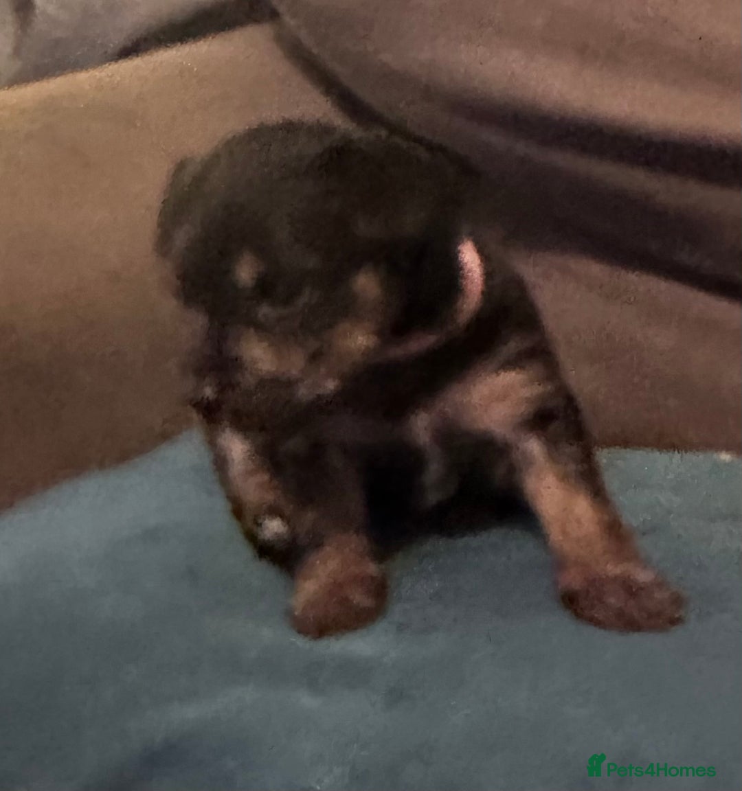 Mixed Breed dogs for sale: Yorkie Jacks  - Advert 8