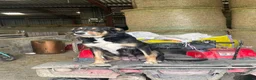 Welsh Collie dogs for sale: Welsh collie pups - Advert 2