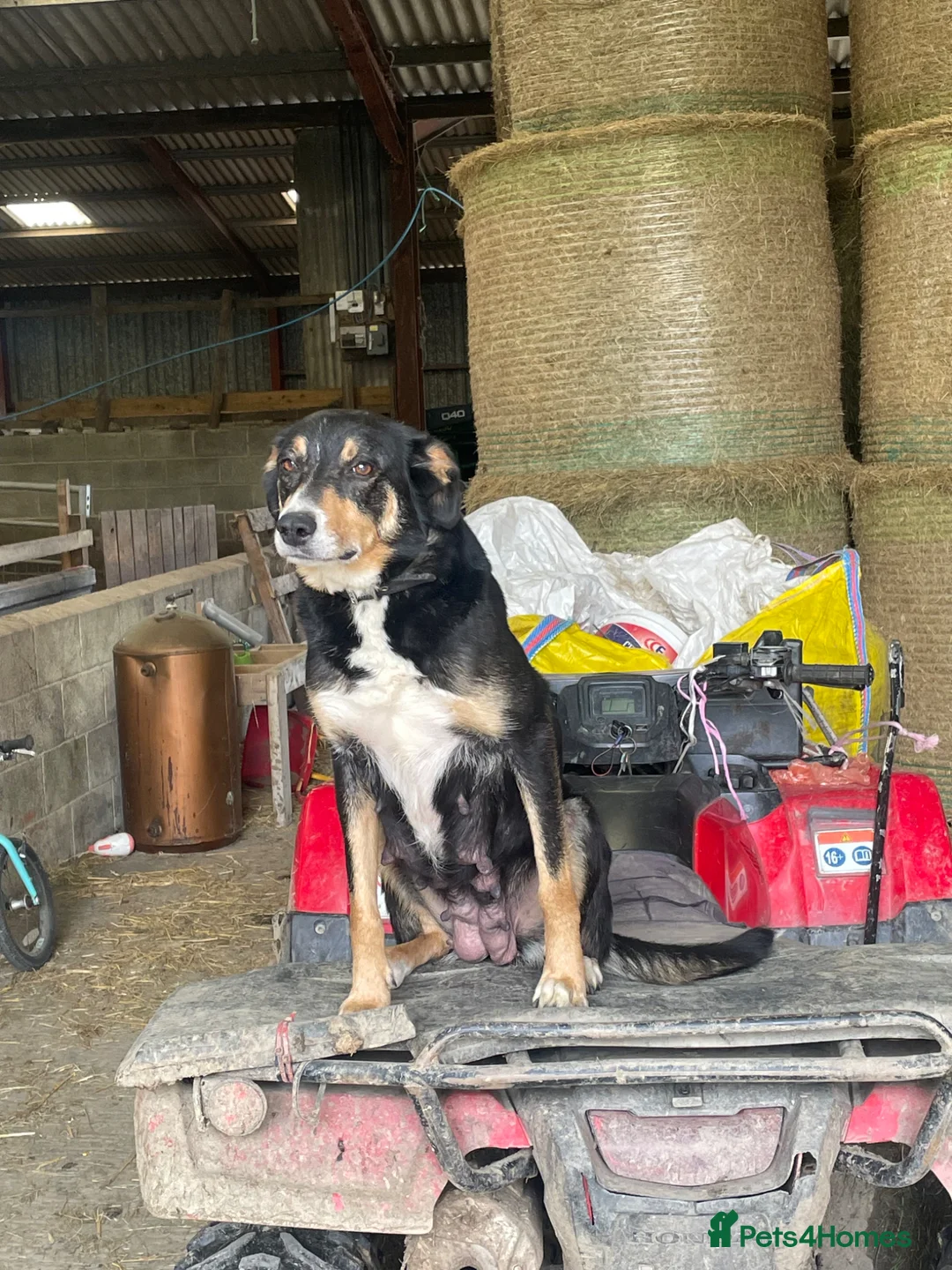 Welsh Collie dogs for sale: Welsh collie pups - Advert 2