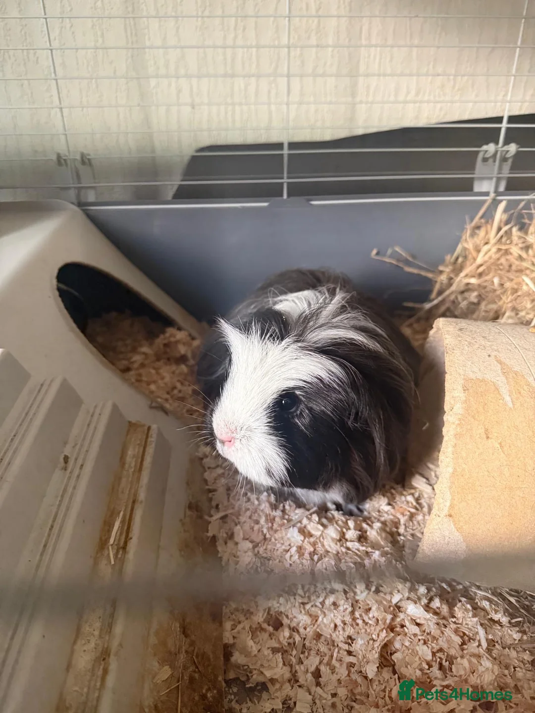 Guinea Pig rodents for sale: Two female guinea pigs  in Bristol - Advert 5
