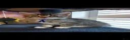 Mixed Breed cats for sale: 3 cute kittens for loving home - Advert 29
