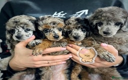 Toy Poodle dogs for sale: Adorable Toy Poodle Puppies – Full of Color - Image 3