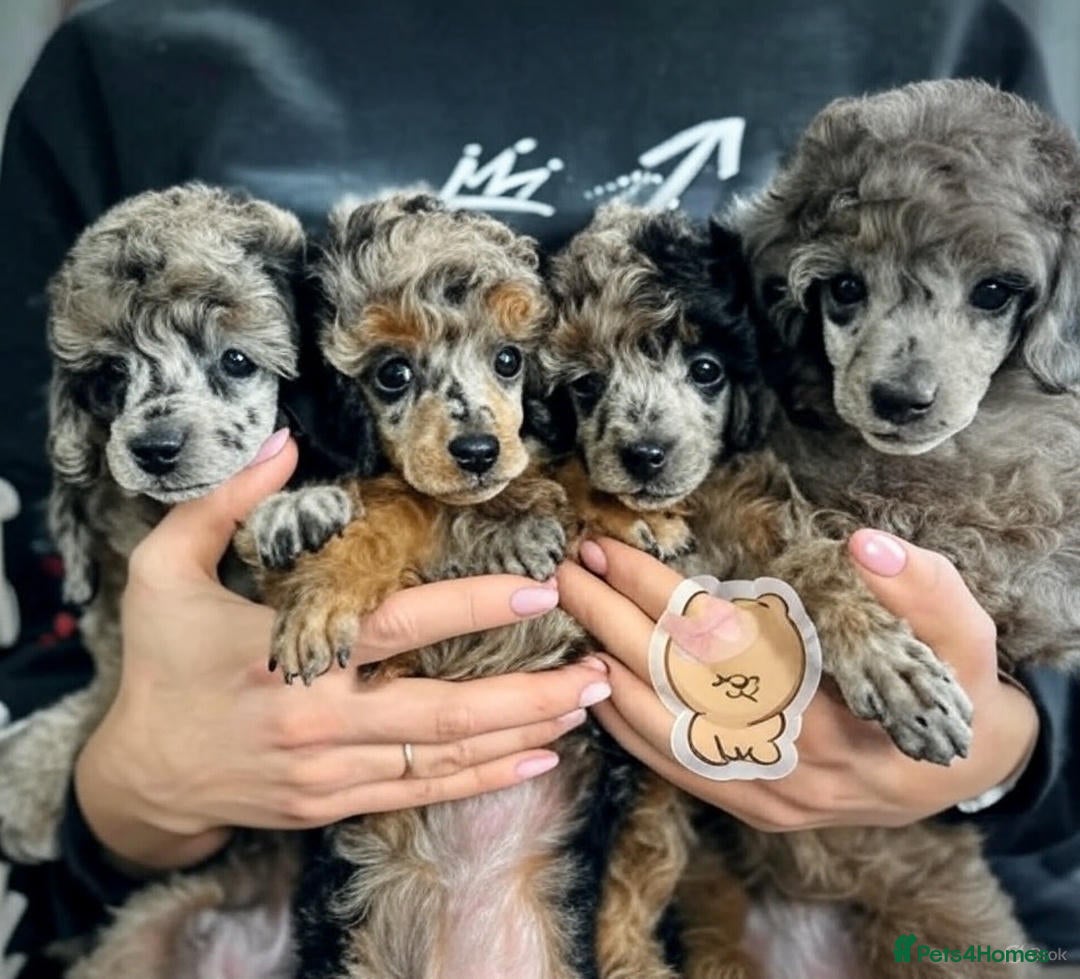 Toy Poodle dogs for sale: Adorable Toy Poodle Puppies – Full of Color - Image 3