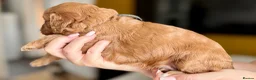 Cavapoo dogs for sale: F1 cavapoos stunning puppies - Advert 7