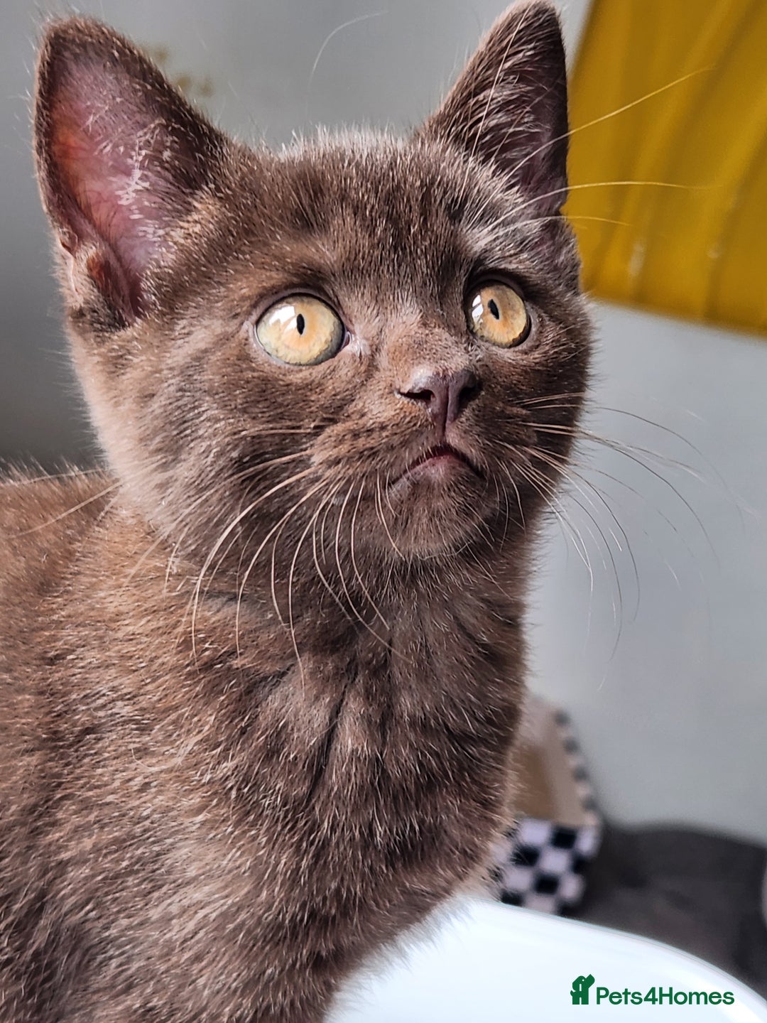 Havana Brown cats for sale: Rare Havana Brown's kittens - Image 1