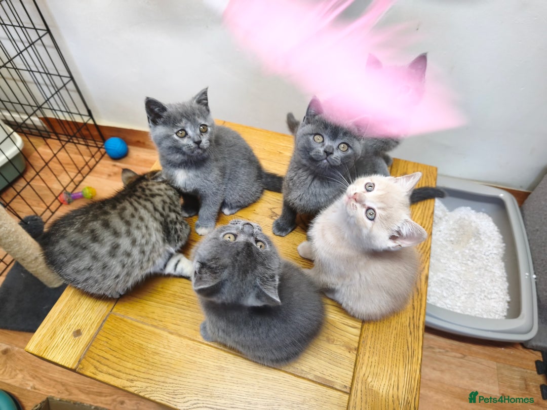 British Shorthair cats for sale: British Shorthair Kittens Imported Parents  - Advert 21