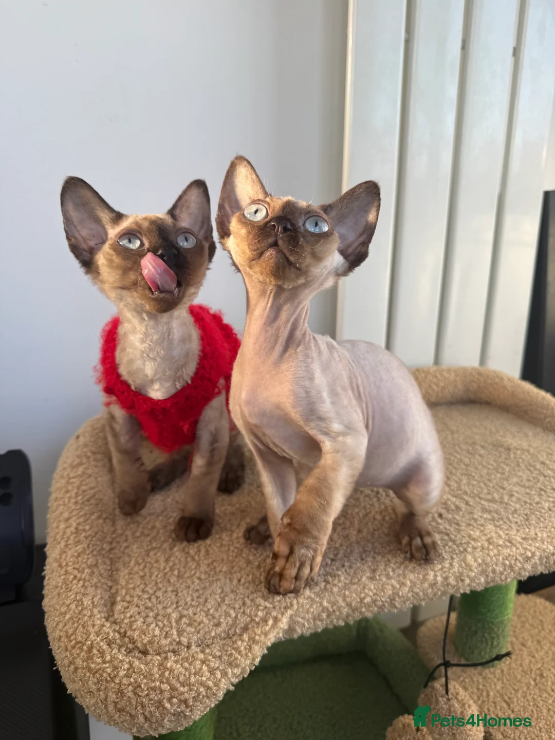Devon Rex cats for sale: 🔥Girl🔥 GCCF🔥 ready NOW🔥😻 - Advert 6
