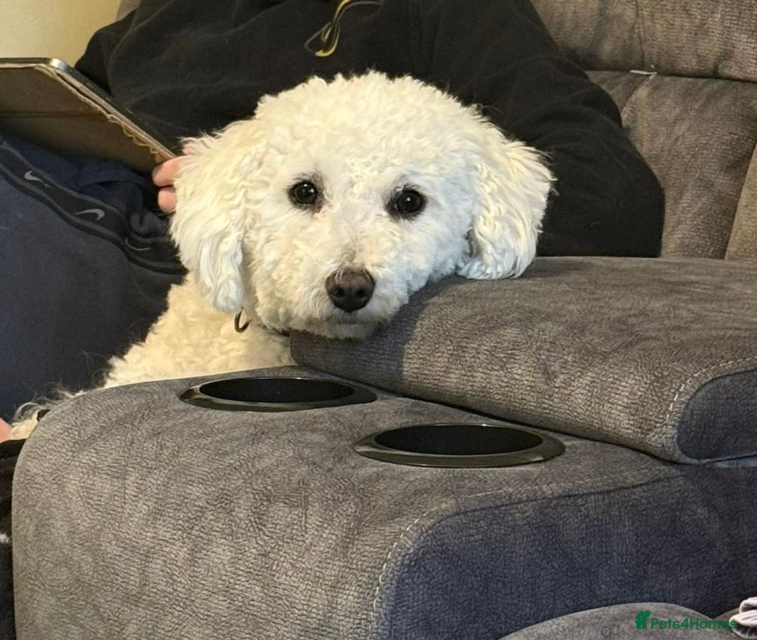 Bichon Frise dogs for sale: Bichion frise  - Image 1