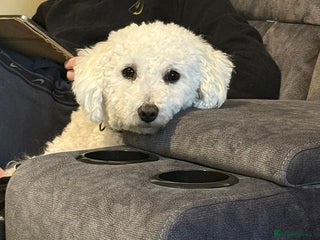 Bichon Frise dogs for sale - Advert 1