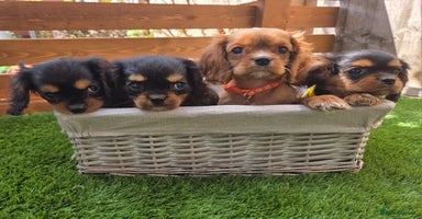 Cavalier King Charles Spaniel dogs - Advert 8