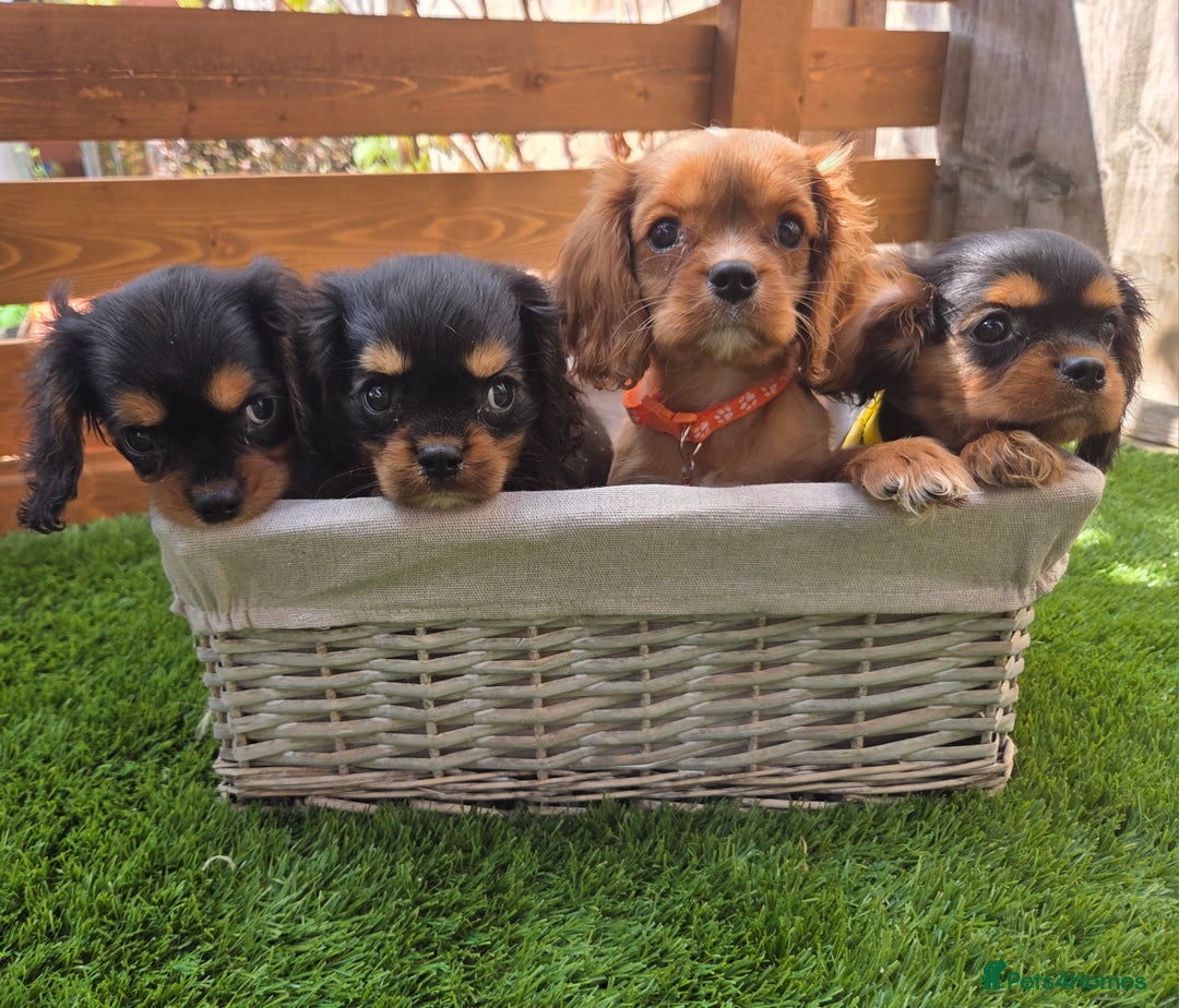 Cavalier King Charles Spaniel dogs for sale: Gorgeous Cavalier Puppies Ready2Go - Image 2