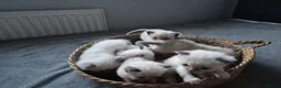 Ragdoll cats for sale: Purebred Ragdoll Kittens, Vaccinated  & Microchipp in Bradford - Advert 8