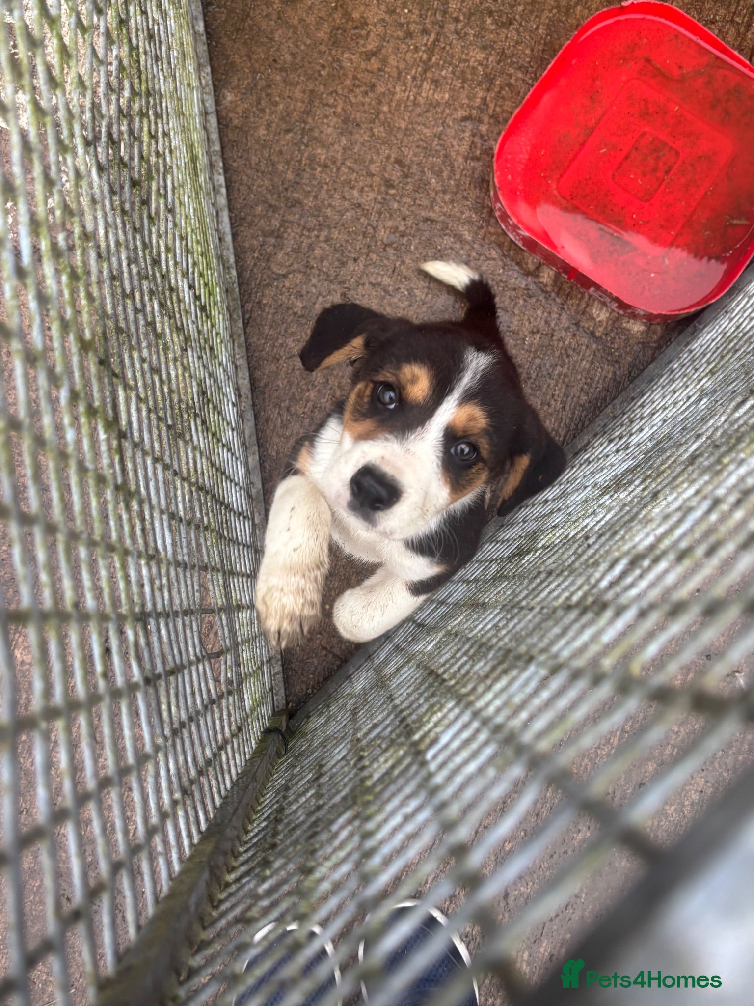 Mixed Breed dogs Beagle x border collie pups - Advert 14