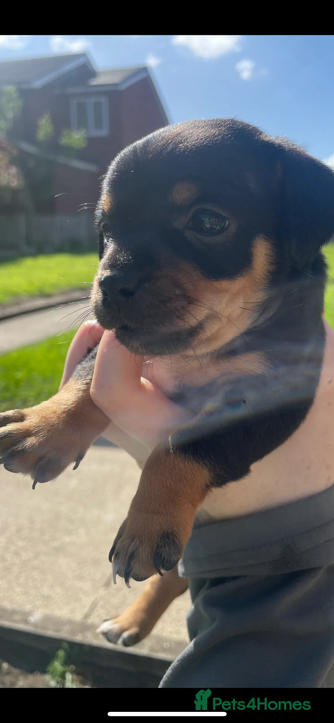 Jack Russell dogs for sale: 2 boys 2 girls  - Advert 2